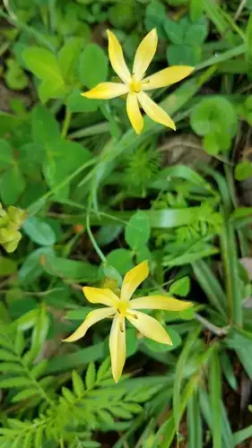 Foto dokumenter Sisyrinchium arizonicum