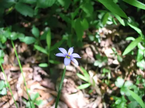 Foto dokumenter Sisyrinchium atlanticum