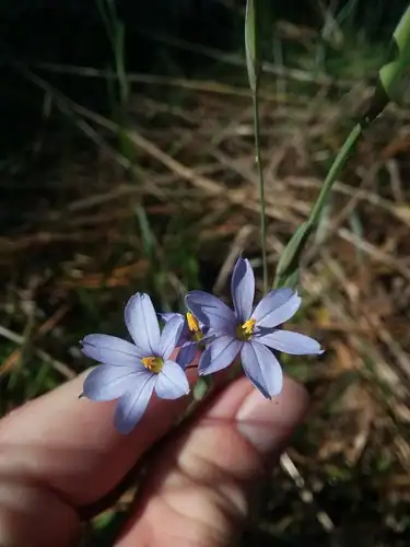 Foto dokumenter Sisyrinchium nashii