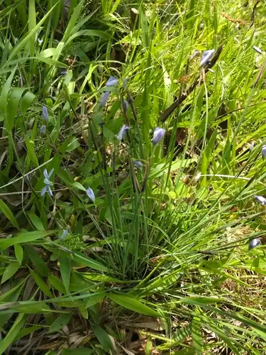 Foto dokumenter Sisyrinchium mucronatum