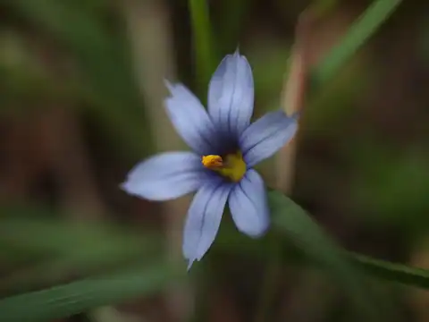 Foto dokumenter Sisyrinchium idahoense