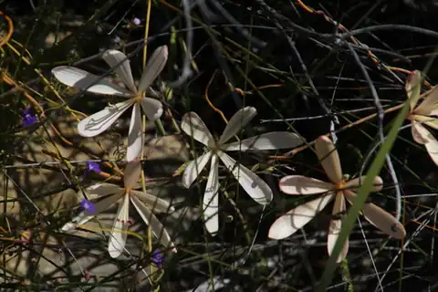 Foto dokumenter Geissorhiza exscapa