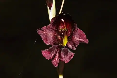 Foto dokumenter Gladiolus atropurpureus