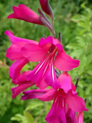 Foto dokumenter Gladiolus communis