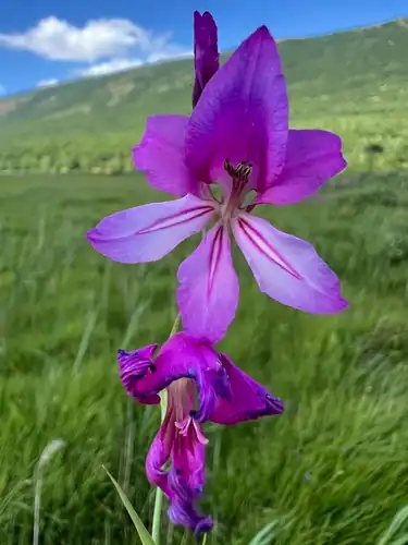 Foto dokumenter Gladiolus illyricus