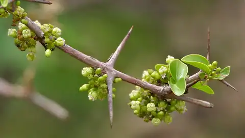 Foto dokumenter Canthium coromandelicum