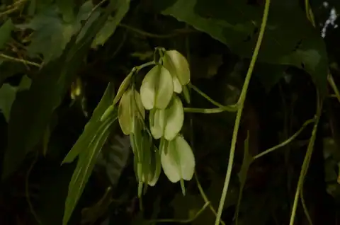 Foto dokumenter Cardiopteris quinqueloba
