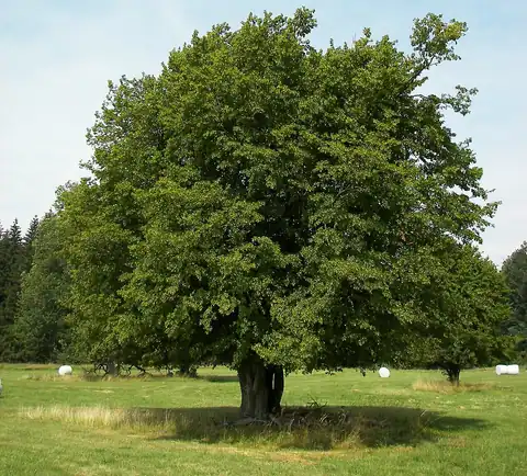 Foto dokumenter Carpinus betulus