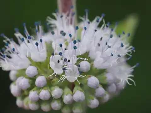 Foto dokumenter Caryopteris incana