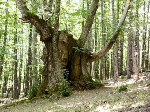 Foto dokumenter Castanea sativa