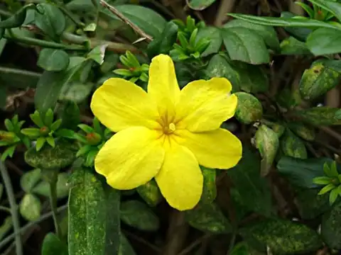 Foto dokumenter Jasminum mesnyi