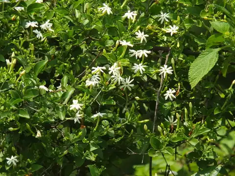 Foto dokumenter Jasminum auriculatum