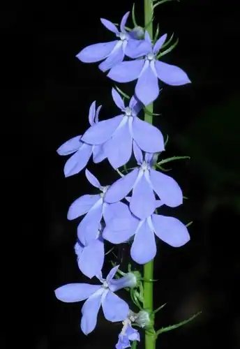 Foto dokumenter Lobelia amoena