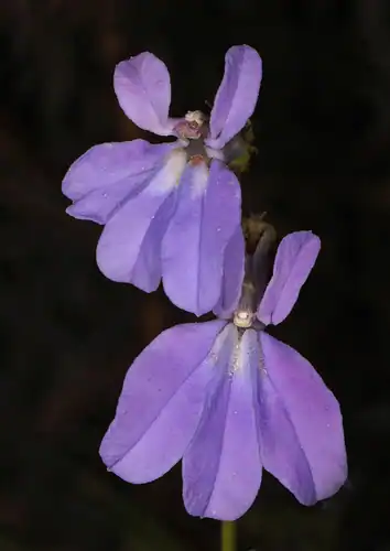 Foto dokumenter Lobelia glandulosa