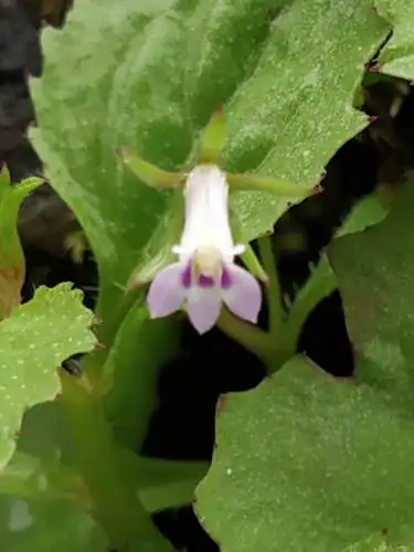 Foto dokumenter Lobelia heyneana