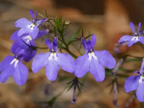 Foto dokumenter Lobelia erinus