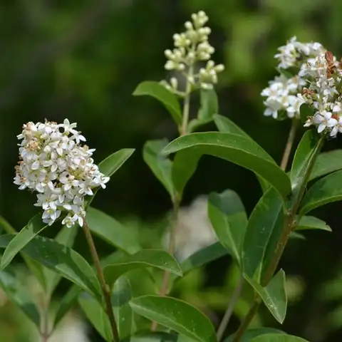 Foto dokumenter Ligustrum vulgare