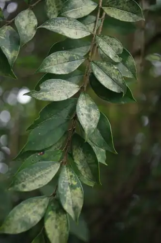 Foto dokumenter Ligustrum pricei
