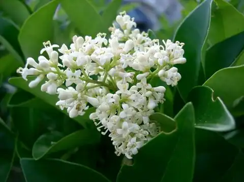 Foto dokumenter Ligustrum japonicum
