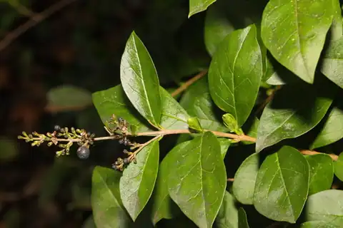 Foto dokumenter Ligustrum ovalifolium