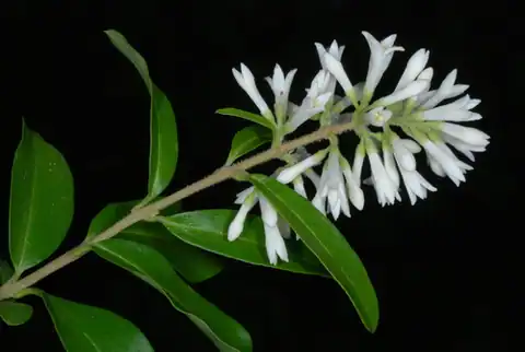 Foto dokumenter Ligustrum obtusifolium