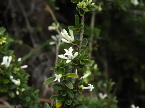 Foto dokumenter Ligustrum morrisonense