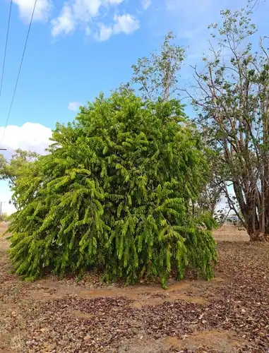 Foto dokumenter Maranthes corymbosa
