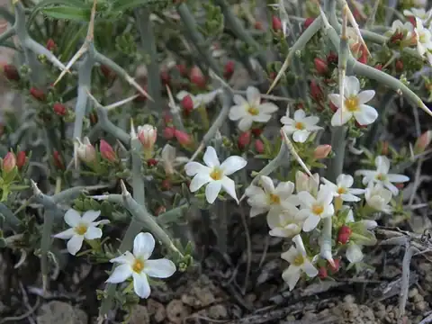 Menodora spinescens, dicatat sumber sebagai Menodora spinescens var. spinescens.