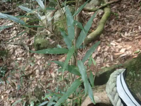 Foto dokumenter Osmanthus lanceolatus