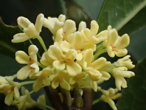 Foto dokumenter Osmanthus fragrans