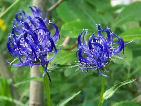 Foto dokumenter Phyteuma orbiculare