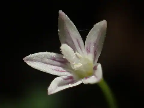 Foto dokumenter Peracarpa carnosa