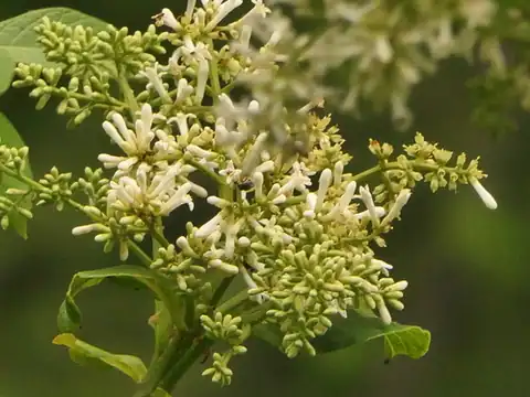 Foto dokumenter Syringa emodi