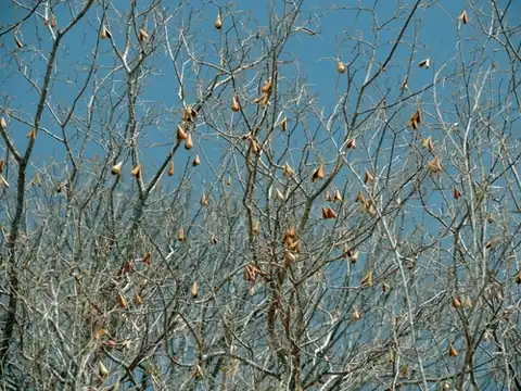 Foto dokumenter Schrebera trichoclada