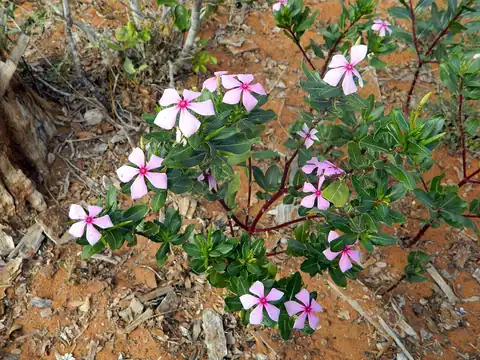 Foto dokumenter Catharanthus roseus