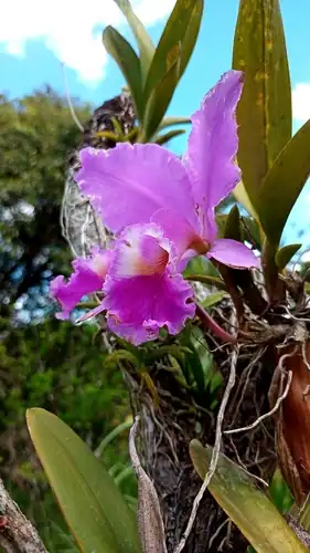 Foto dokumenter Cattleya labiata