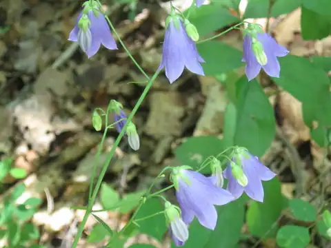 Foto dokumenter Adenophora divaricata