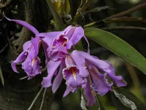 Foto dokumenter Cattleya maxima