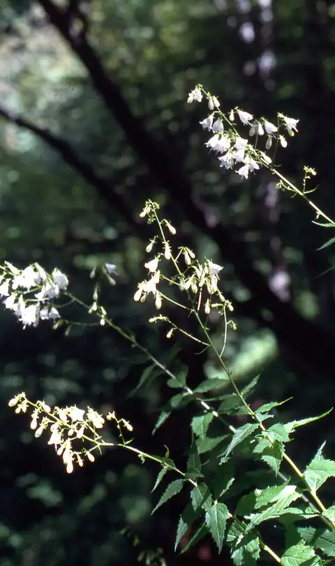 Foto dokumenter Adenophora liliifolia