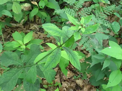 Foto dokumenter Adenophora pereskiifolia