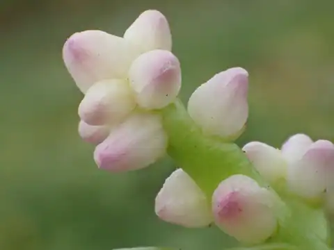 Foto dokumenter Basella alba