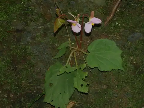 Foto dokumenter Begonia austrotaiwanensis