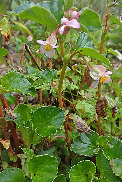Foto dokumenter Begonia cucullata