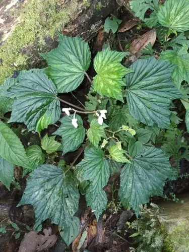 Foto dokumenter Begonia lophoptera