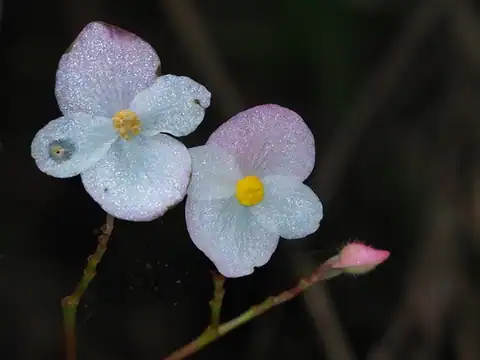 Foto dokumenter Begonia pinglinensis