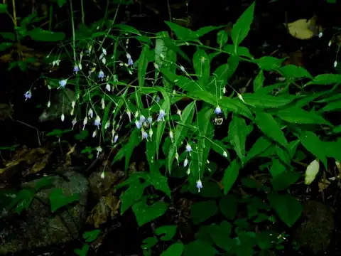 Foto dokumenter Campanula divaricata