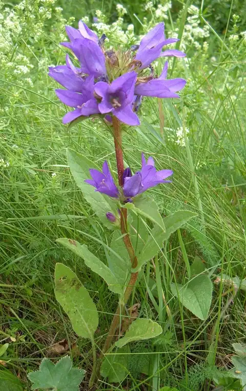 Foto dokumenter Campanula glomerata