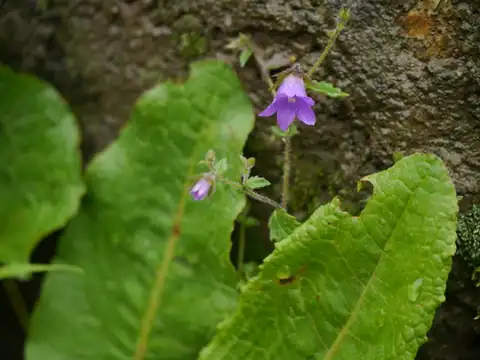 Foto dokumenter Campanula pallida