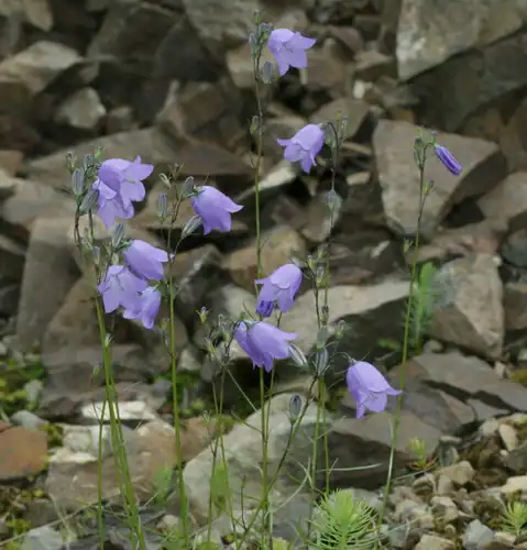 Foto dokumenter Campanula rotundifolia
