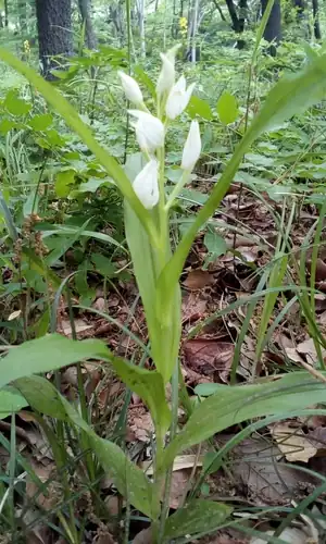 Foto dokumenter Cephalanthera longibracteata